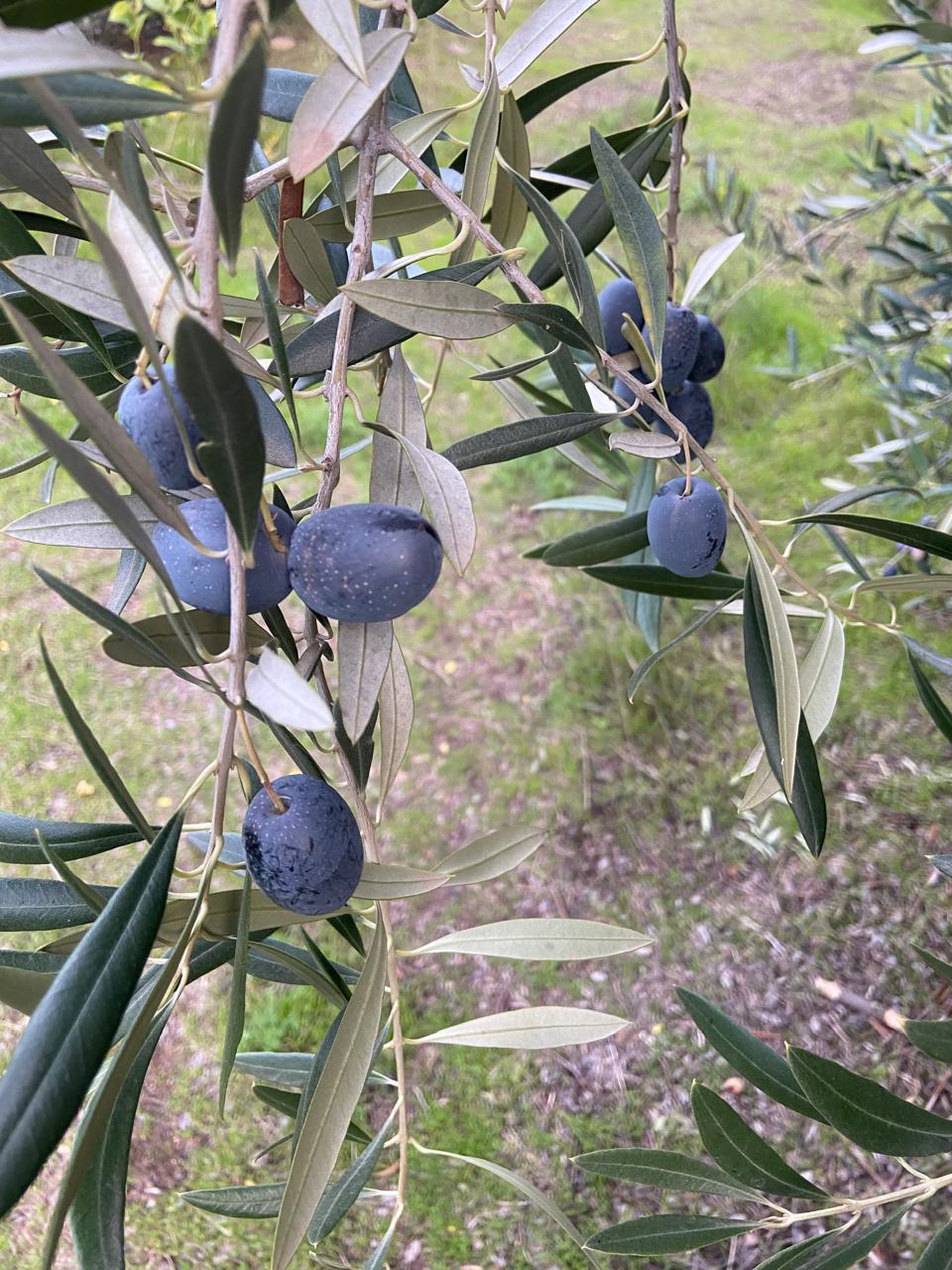 WhatsApp Image 2025 11 09 at 23.18.24